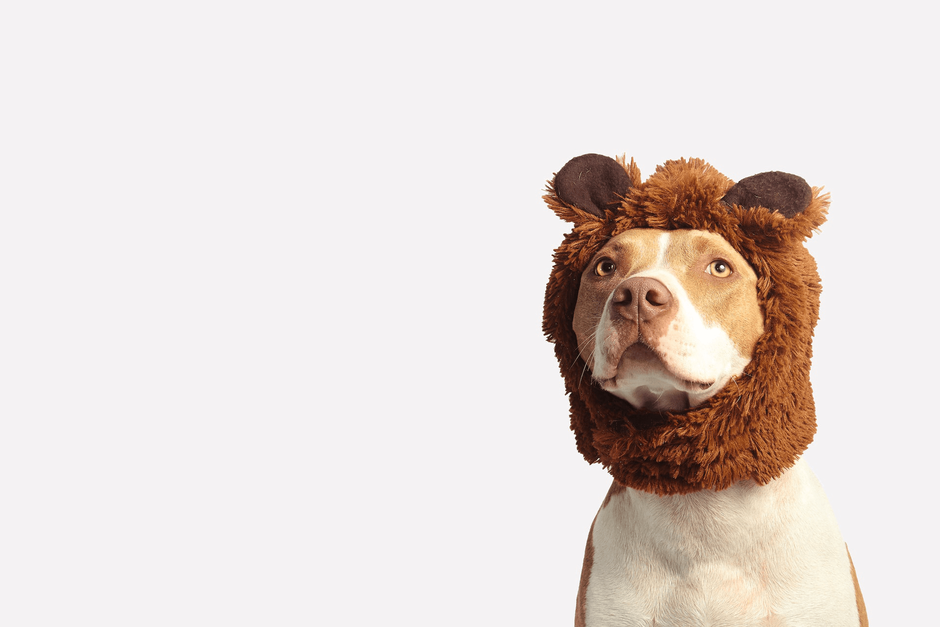 Dog wearing costume