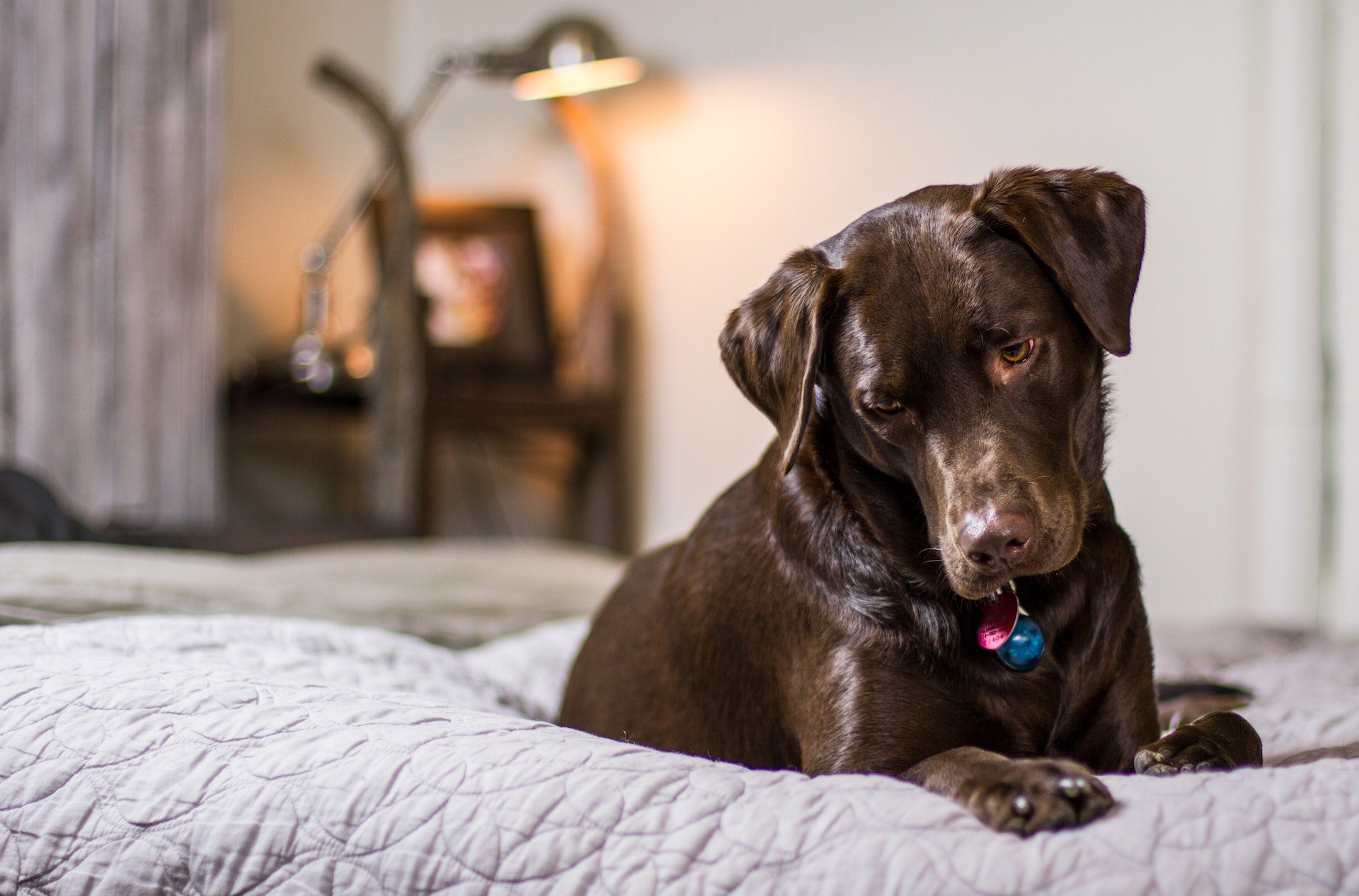 Black dog sitting on the bed